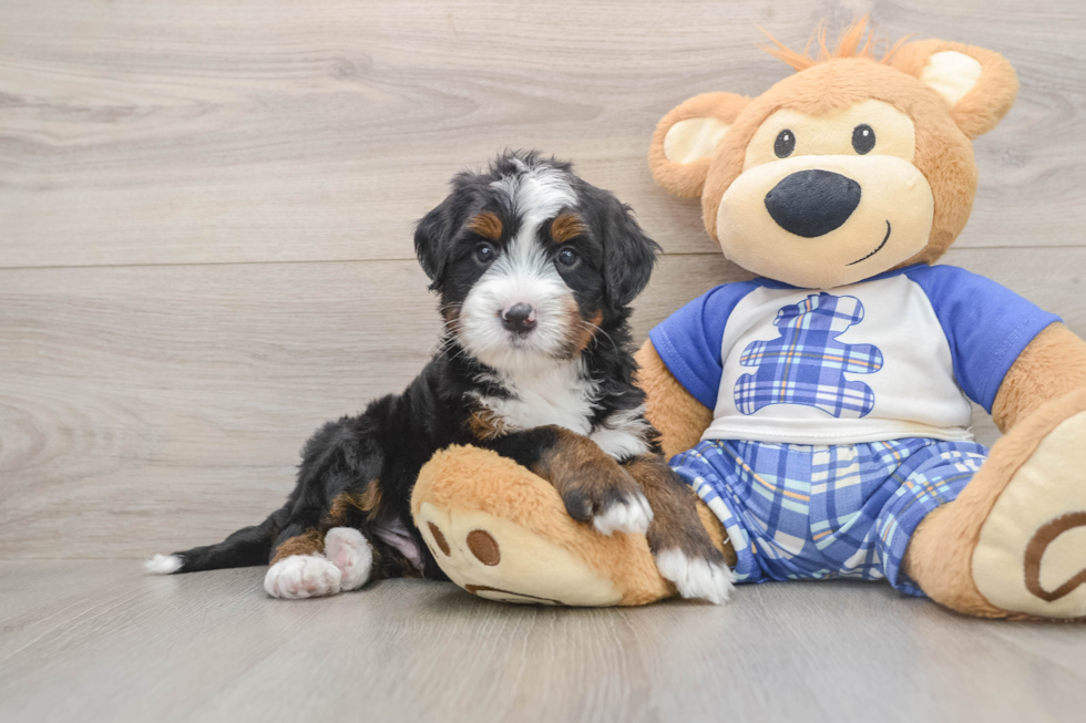 Hypoallergenic Mini Berniedoodle Poodle Mix Puppy