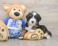6 week old Mini Bernedoodle Puppy For Sale - Premier Pups