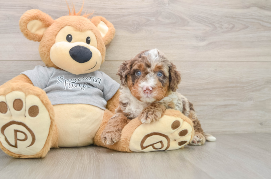CARTMAN, a Mini Bernedoodle littermate