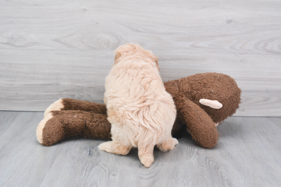 Mini Bernedoodle Puppy for Adoption