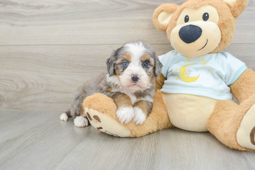 Playful Mini Bernadoodle Poodle Mix Puppy
