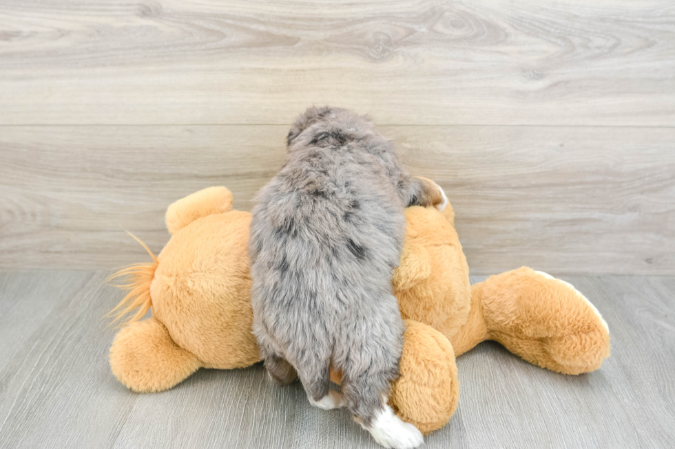 Best Mini Bernedoodle Baby