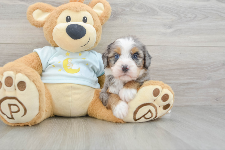 Mini Bernedoodle Puppy for Adoption