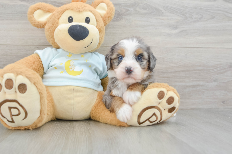 Mini Bernedoodle Puppy for Adoption