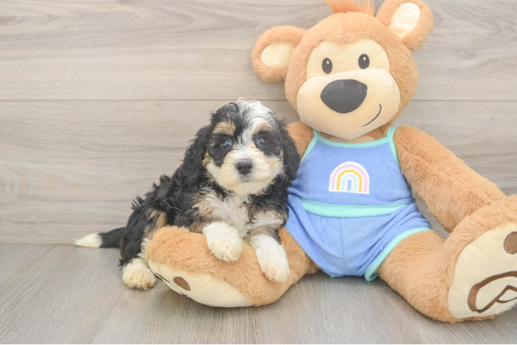 Little Mini Bernepoo Poodle Mix Puppy