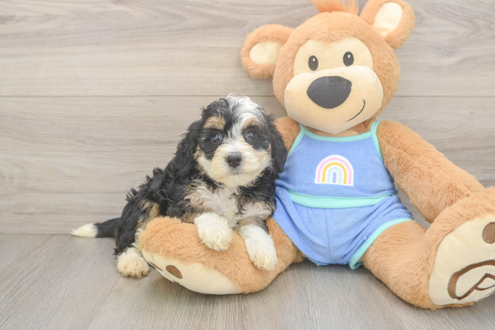 Little Mini Bernepoo Poodle Mix Puppy