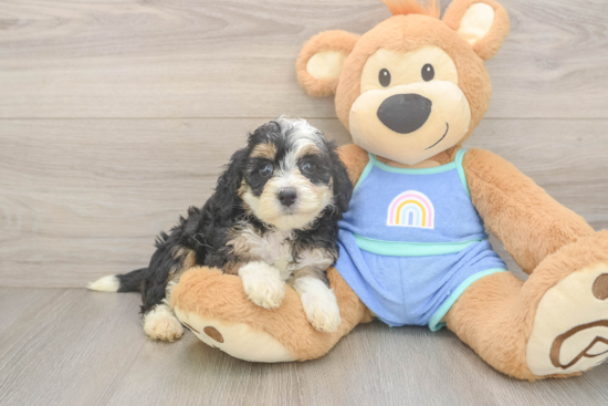 Little Mini Bernepoo Poodle Mix Puppy