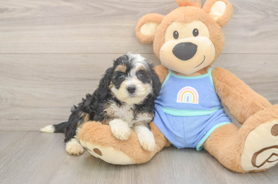 Little Mini Bernepoo Poodle Mix Puppy