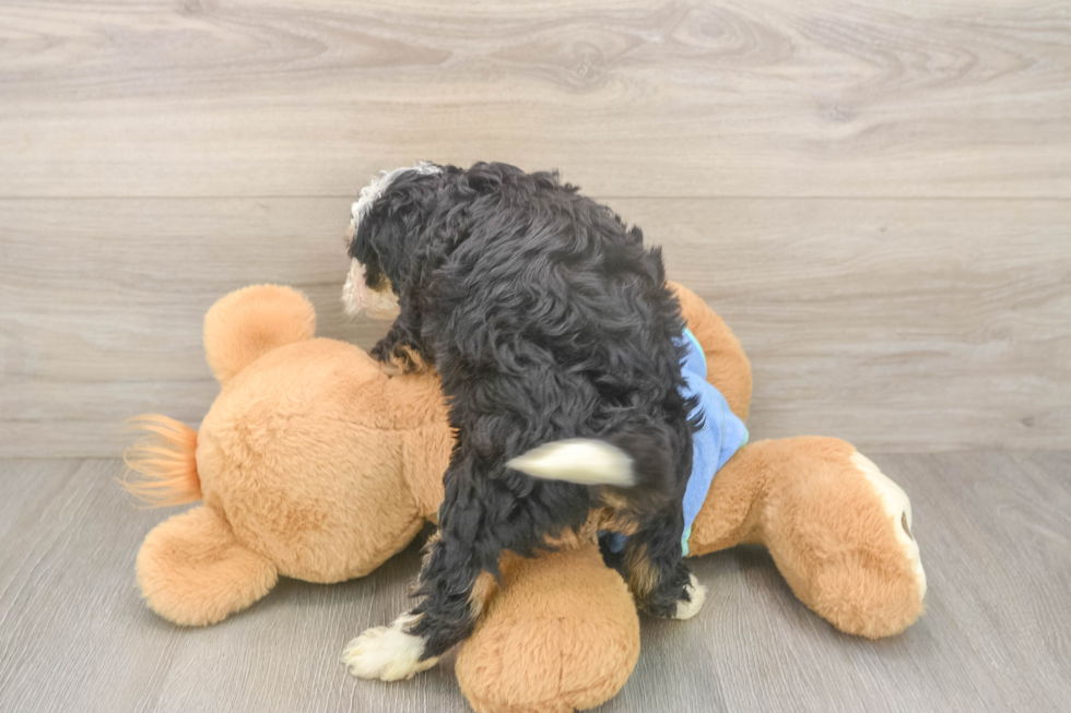 Cute Mini Bernedoodle Baby