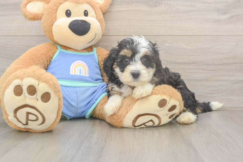 Playful Mini Berniedoodle Poodle Mix Puppy