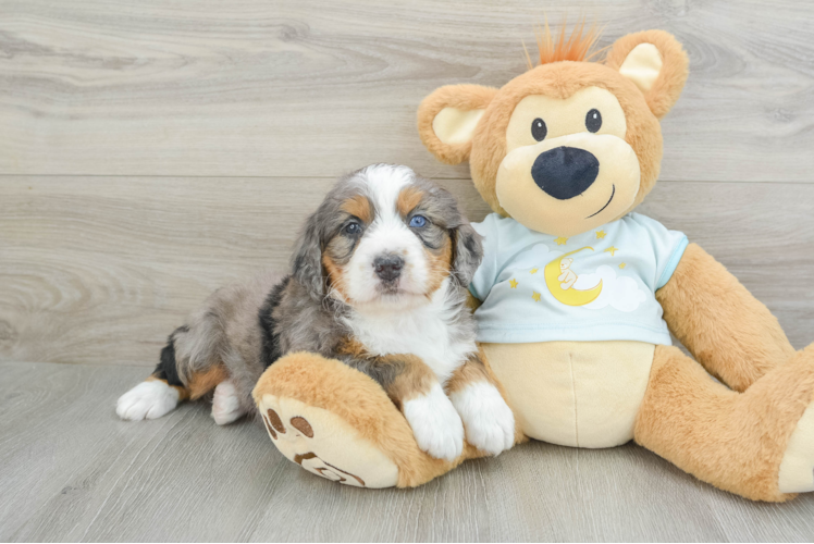 Energetic Mini Bernepoo Poodle Mix Puppy