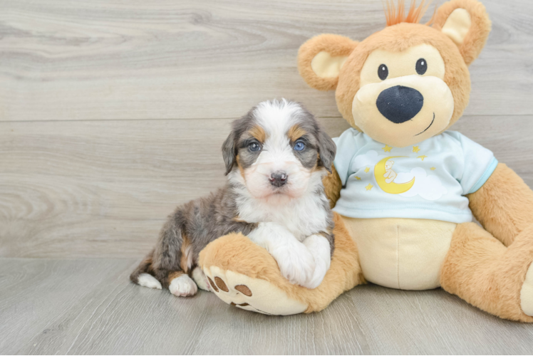 Mini Bernedoodle Pup Being Cute