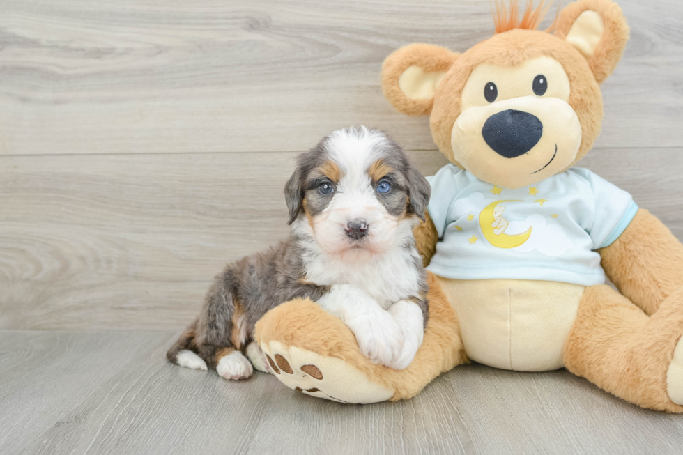 Mini Bernedoodle Pup Being Cute