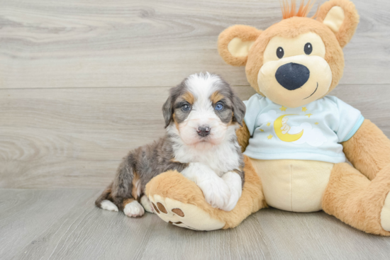 Mini Bernedoodle Pup Being Cute