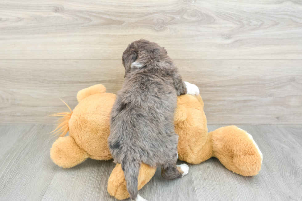Best Mini Bernedoodle Baby