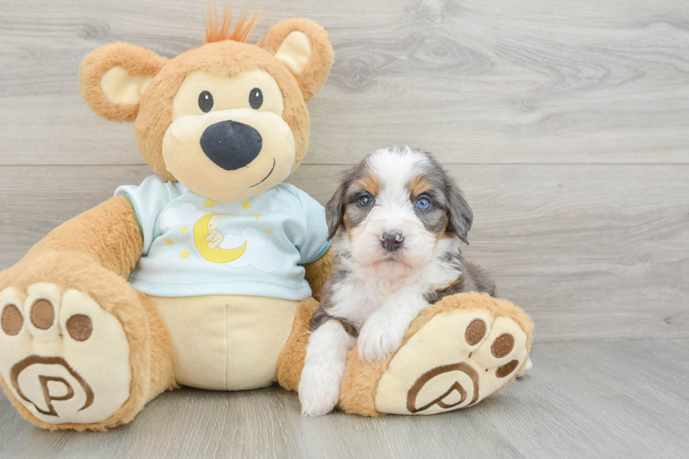 Mini Bernedoodle Puppy for Adoption