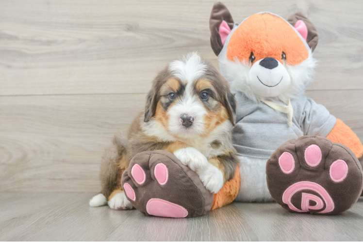 Mini Bernedoodle Pup Being Cute