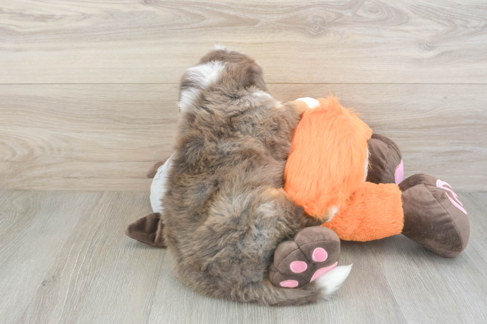 Adorable Mini Bernesedoodle Poodle Mix Puppy