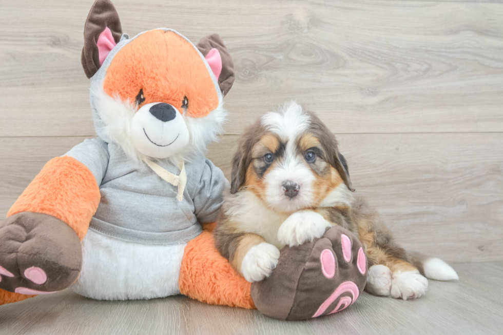 Mini Bernedoodle Pup Being Cute