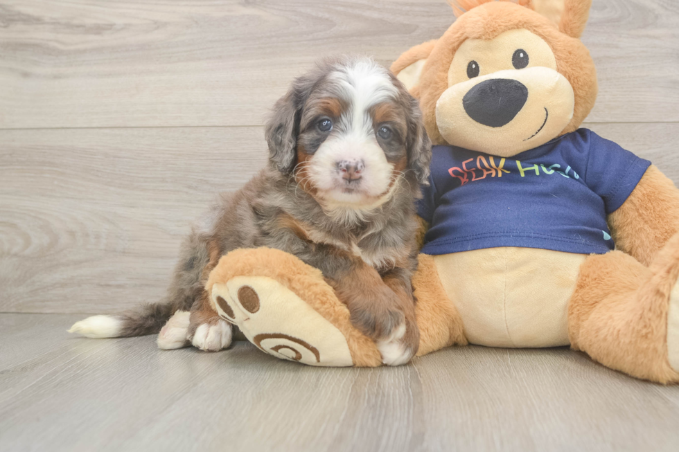 Smart Mini Bernedoodle Poodle Mix Pup