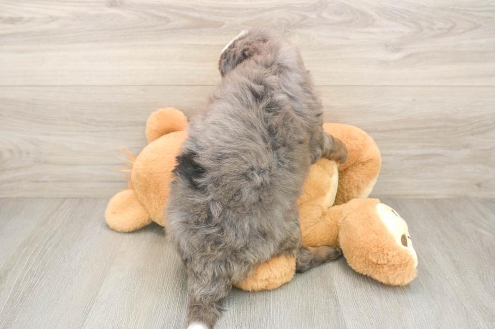 Mini Bernedoodle Puppy for Adoption