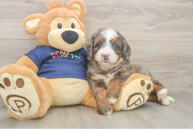 Energetic Mini Bernesedoodle Poodle Mix Puppy