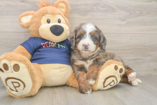 Energetic Mini Bernesedoodle Poodle Mix Puppy