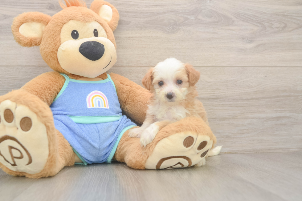 Best Mini Bernedoodle Baby