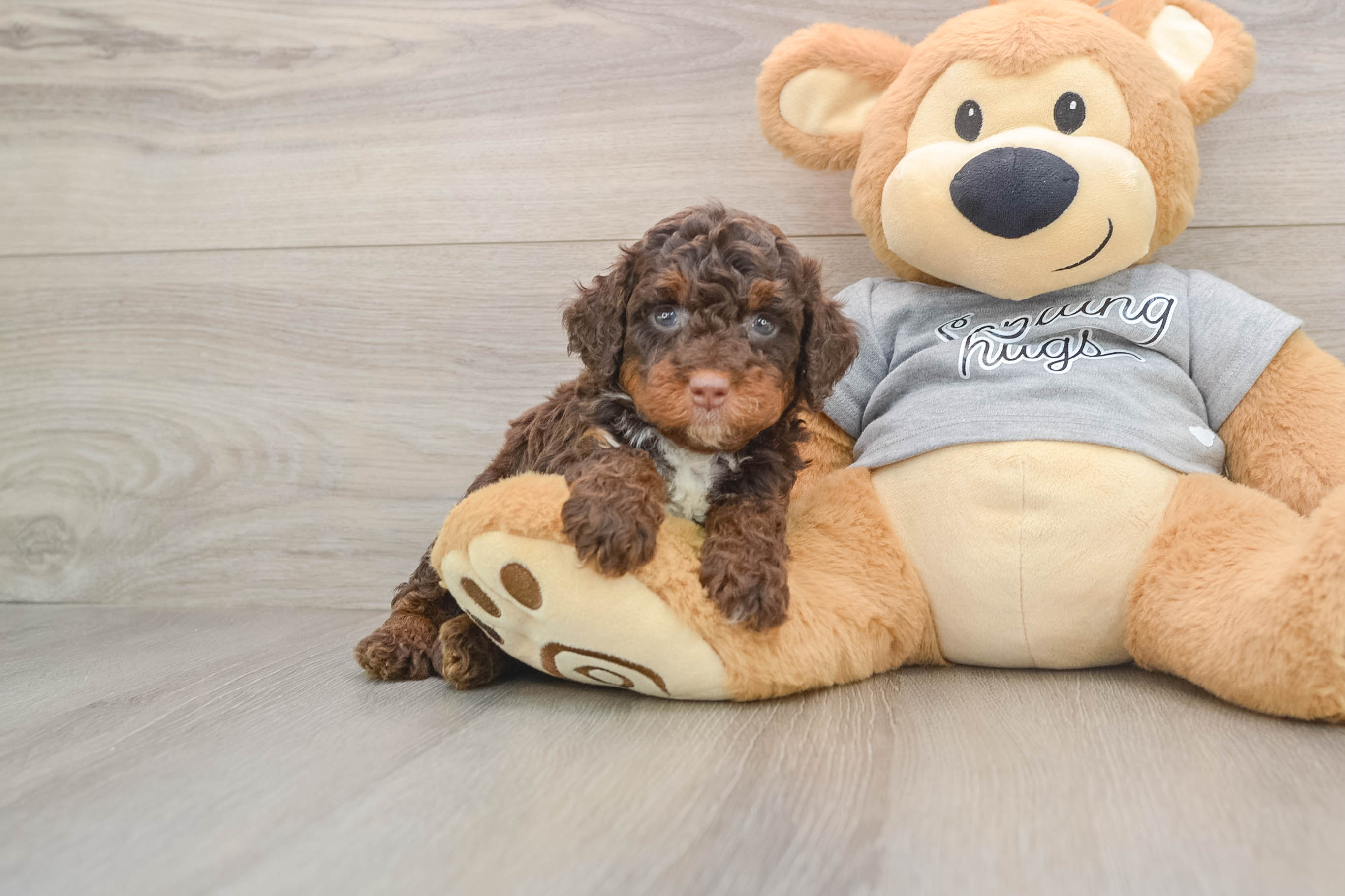 Mini Bernedoodle Pup Being Cute