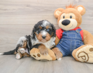5 week old Mini Bernedoodle Puppy For Sale - Premier Pups