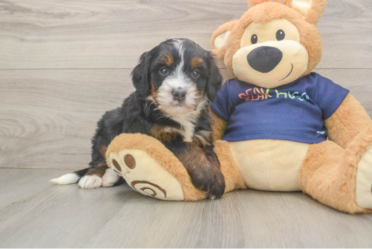 Small Mini Bernedoodle Baby