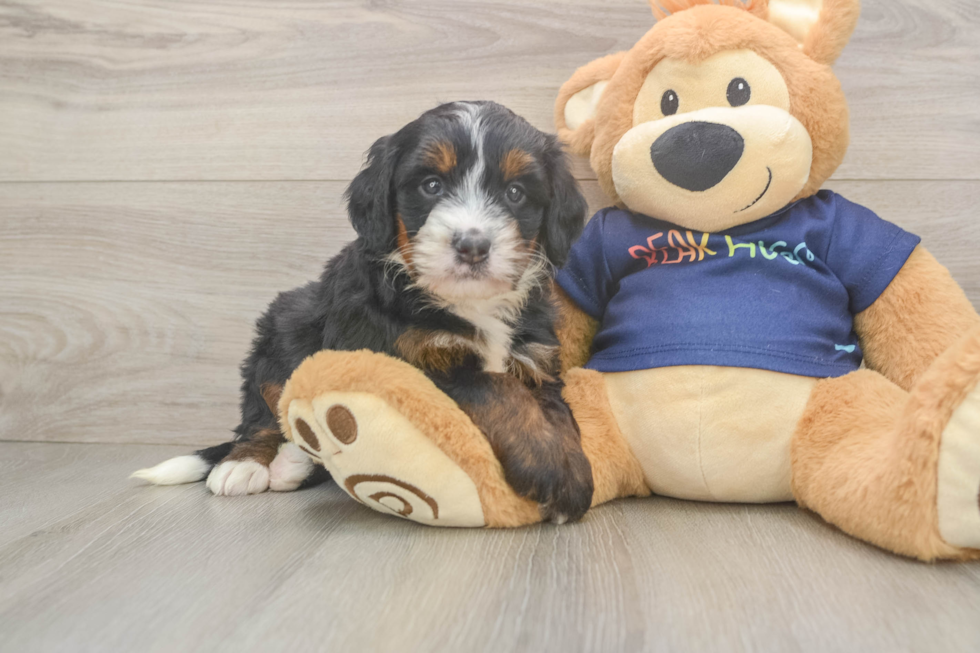 Small Mini Bernedoodle Baby