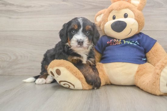 Small Mini Bernedoodle Baby