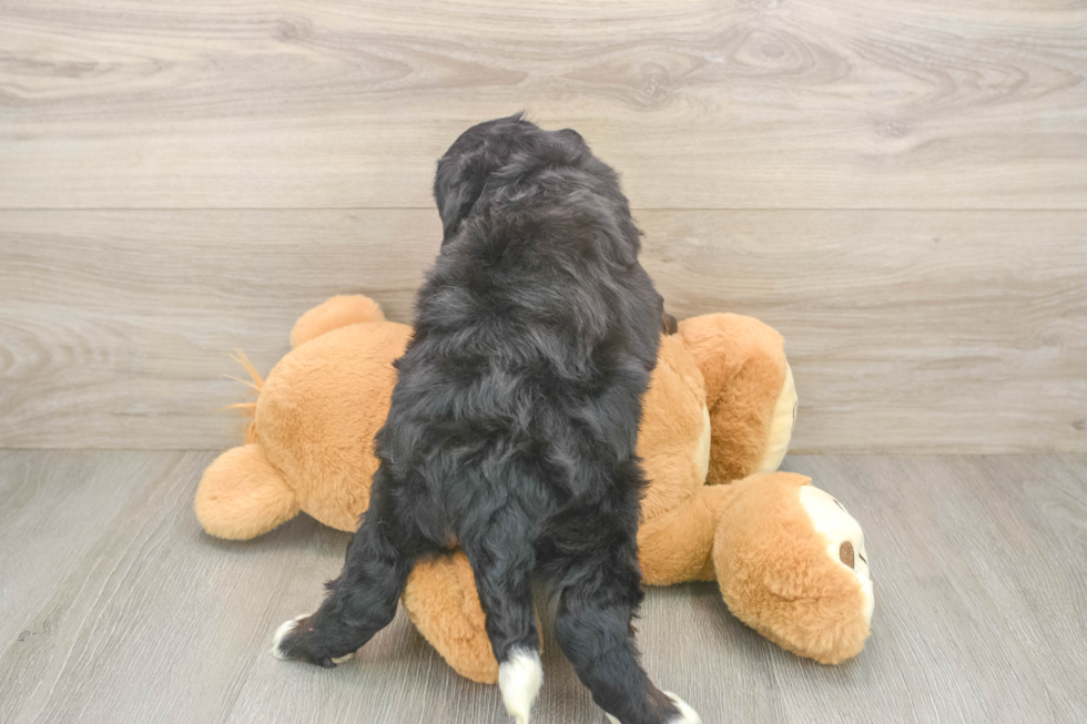 Sweet Mini Bernedoodle Baby