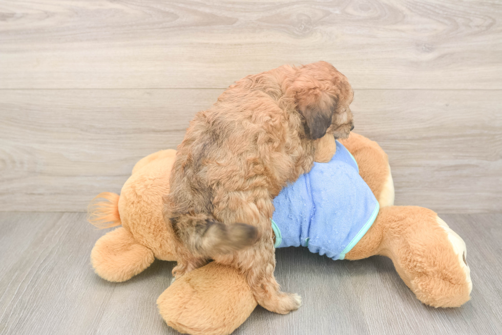 Mini Bernedoodle Pup Being Cute