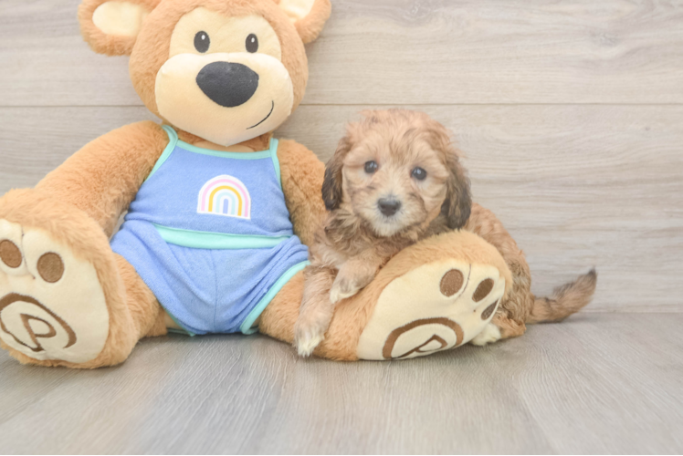 Mini Bernedoodle Puppy for Adoption