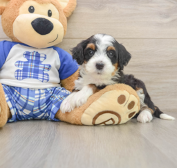 6 week old Mini Bernedoodle Puppy For Sale - Premier Pups