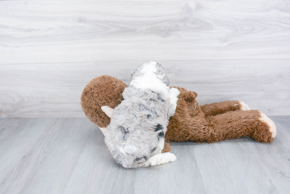 Sweet Mini Bernedoodle Baby