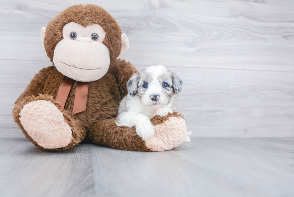 Best Mini Bernedoodle Baby