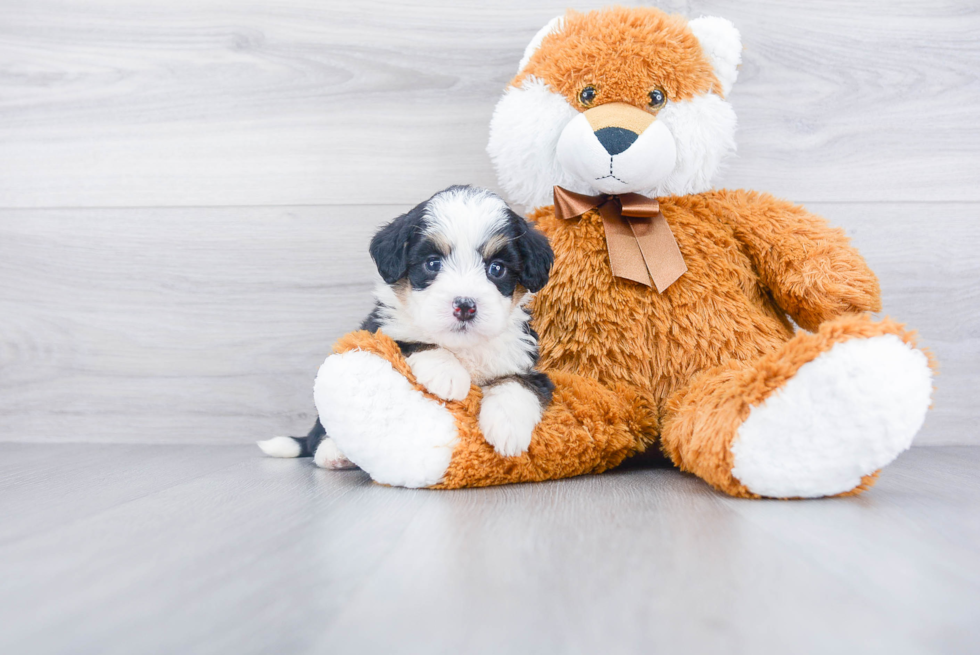 Cute Mini Bernedoodle Baby