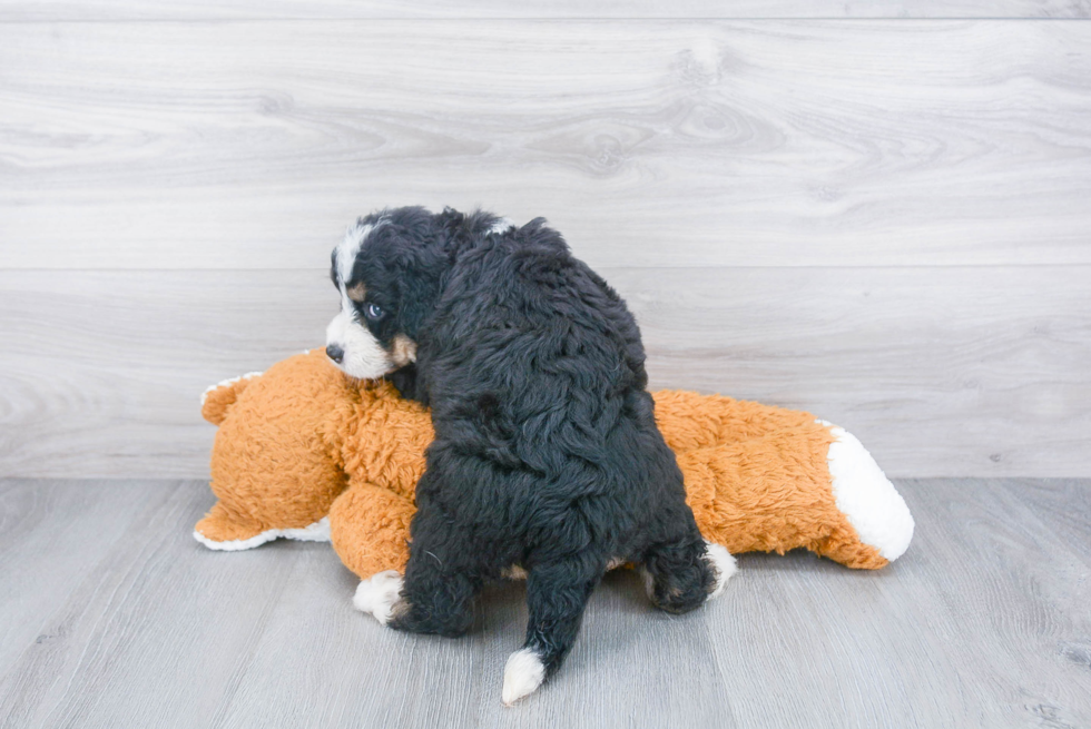 Happy Mini Bernedoodle Baby