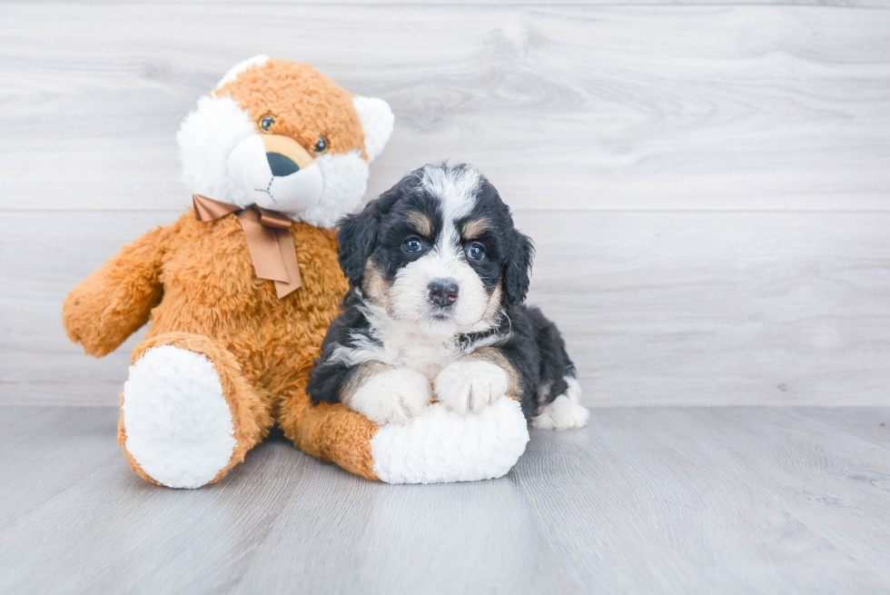 Mini Bernedoodle Puppy for Adoption