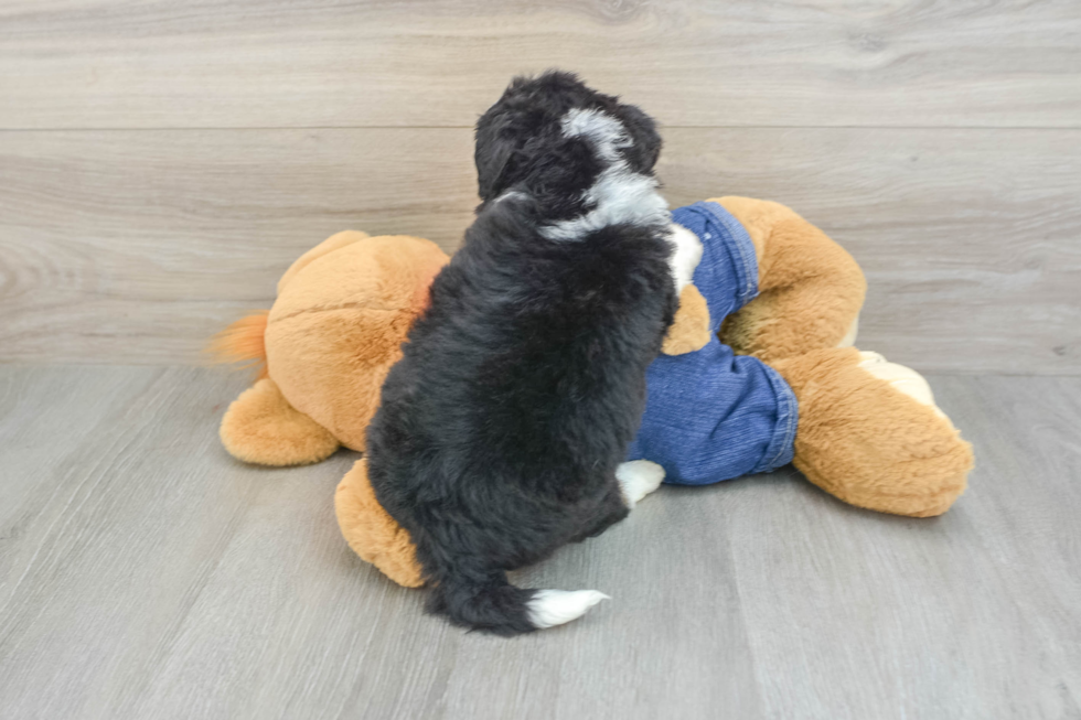 Best Mini Bernedoodle Baby
