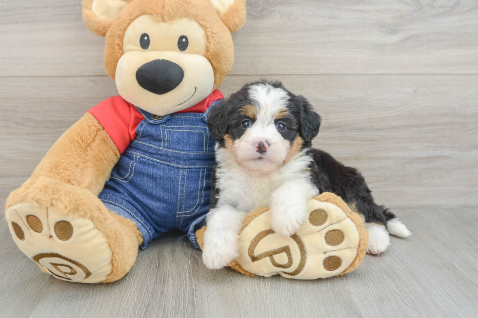 Small Mini Bernedoodle Baby