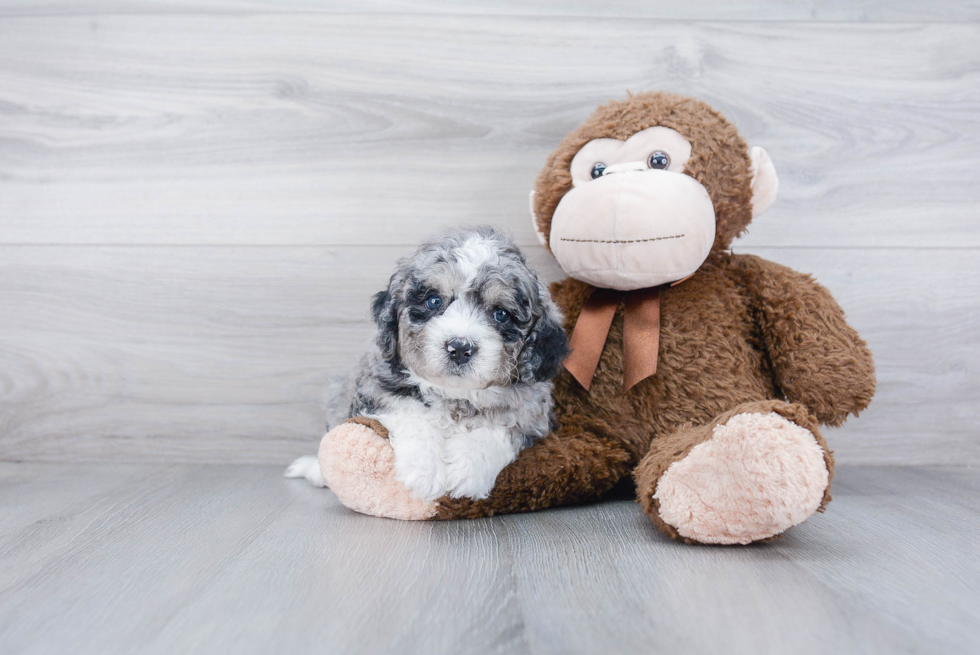 Best Mini Bernedoodle Baby