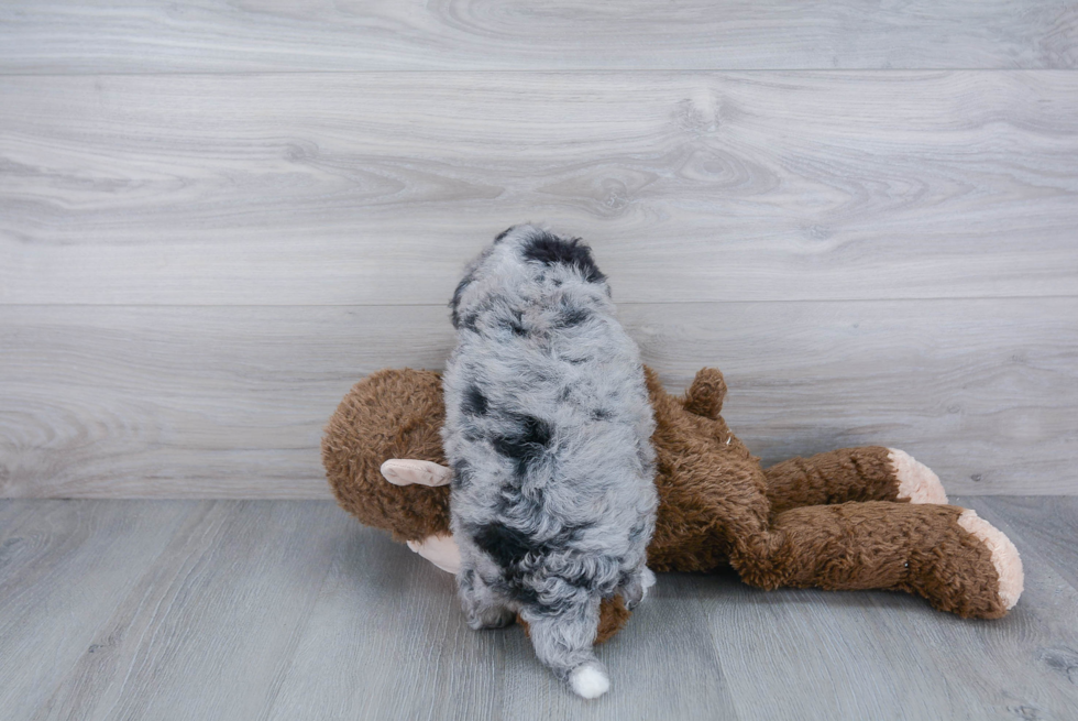 Mini Bernedoodle Pup Being Cute