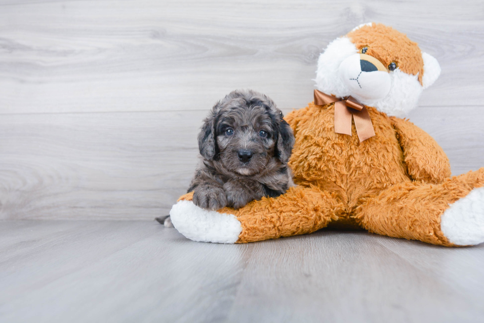 Little Mini Berniedoodle Poodle Mix Puppy