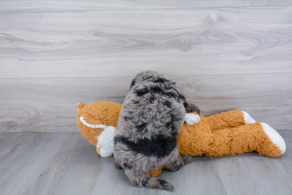 Friendly Mini Bernedoodle Baby