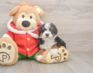 6 week old Mini Bernedoodle Puppy For Sale - Premier Pups