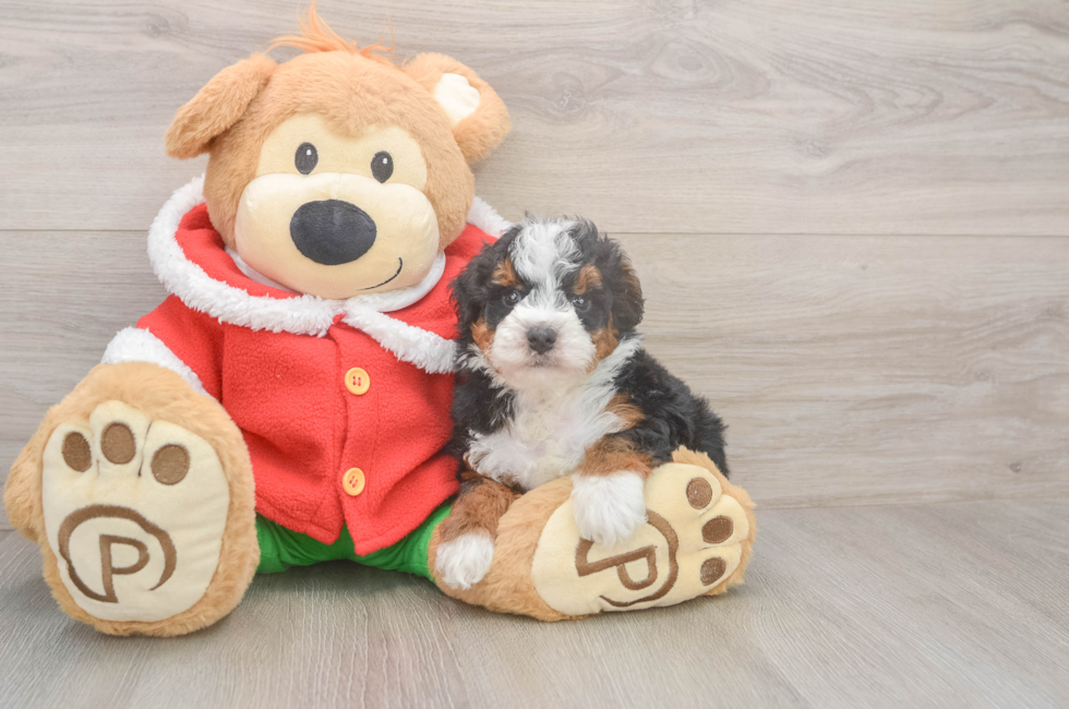 6 week old Mini Bernedoodle Puppy For Sale - Premier Pups
